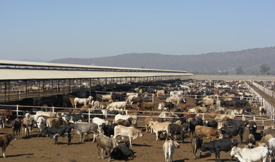 Ganado bovino en corrales de engorda.