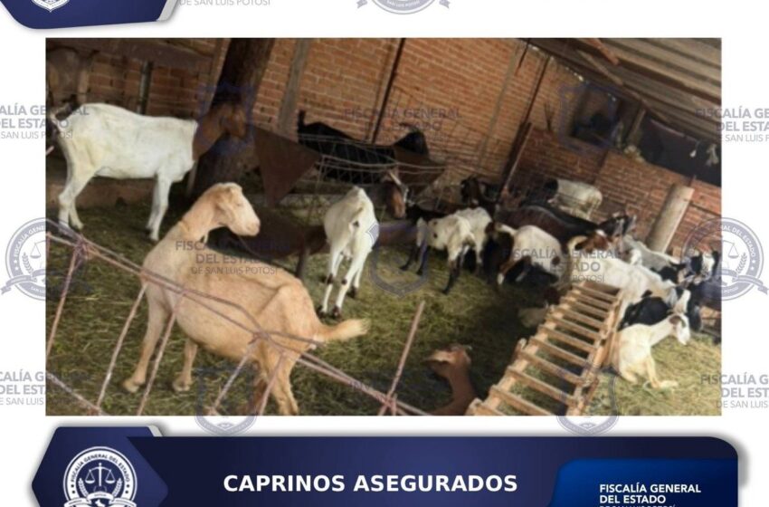  POLICÍA DE INVESTIGACIÓN LOCALIZA Y ASEGURA 13 CAPRINOS POR PROBABLE ABIGEATO