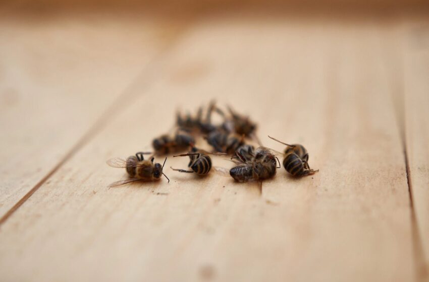  UASLP y CIATEJ investigan impacto de plaguicidas en la mortandad de abejas en México