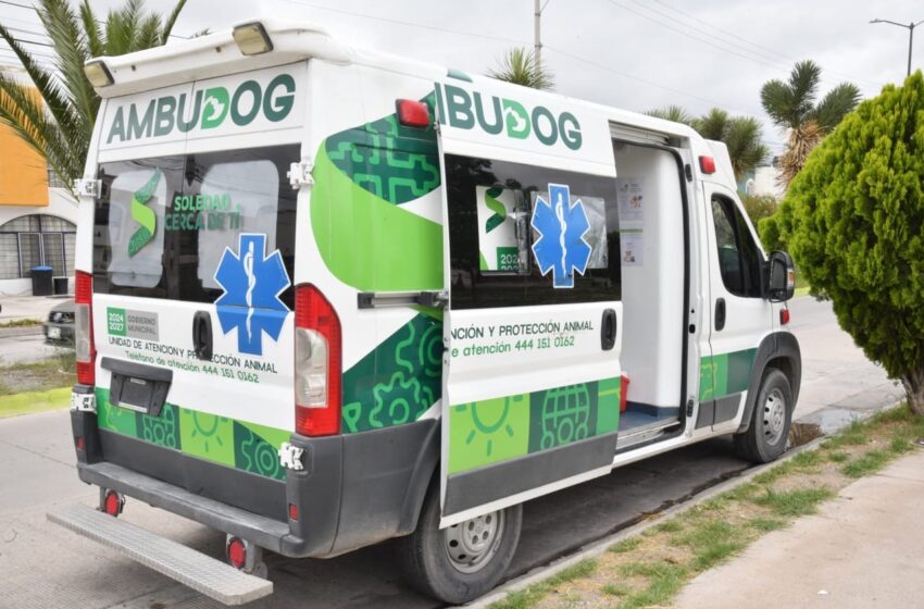  Ambudog mantiene vacunación antirrábica gratuita y recorrerá cinco colonias de Soledad