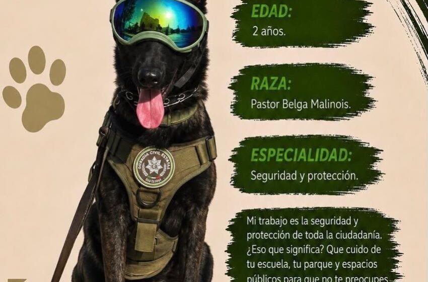  KILLIAN, EL LOMITO MÁS JUGUETÓN DEL AGRUPAMIENTO K9