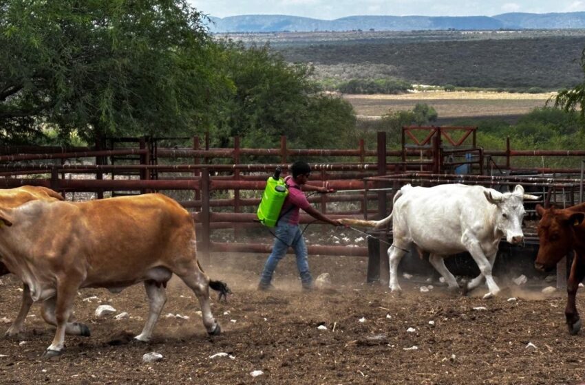  GOBIERNO DEL ESTADO DESTINA 17.2 MILLONES AL COMBATE DEL GUSANO BARRENADOR
