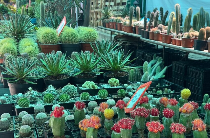  FENAPO estrena Feria de las Flores con productores de distintos estados