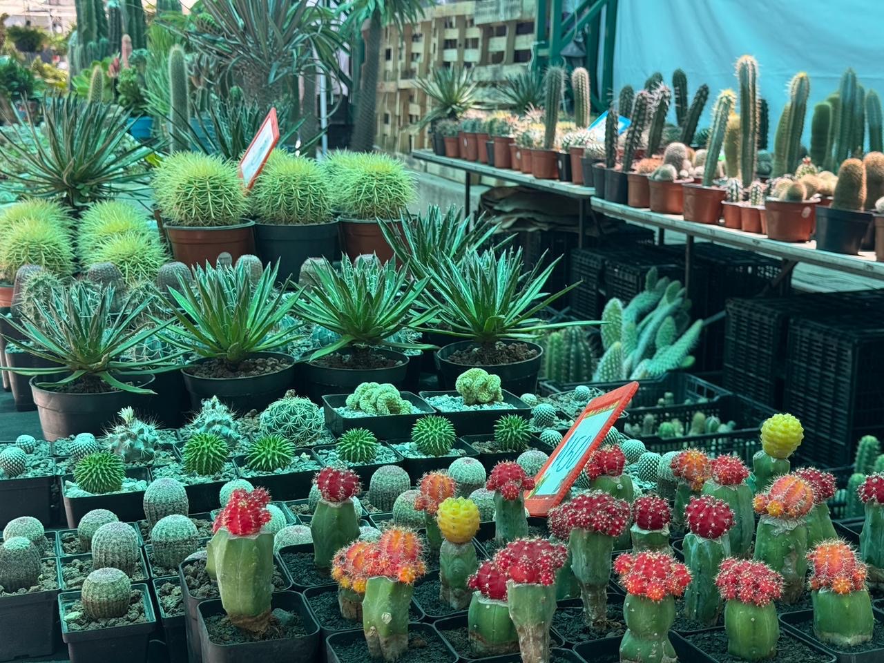 Venta de cactus, suculentas y plantas en la Feria de las Flores de la Feria Nacional Potosina 2026.