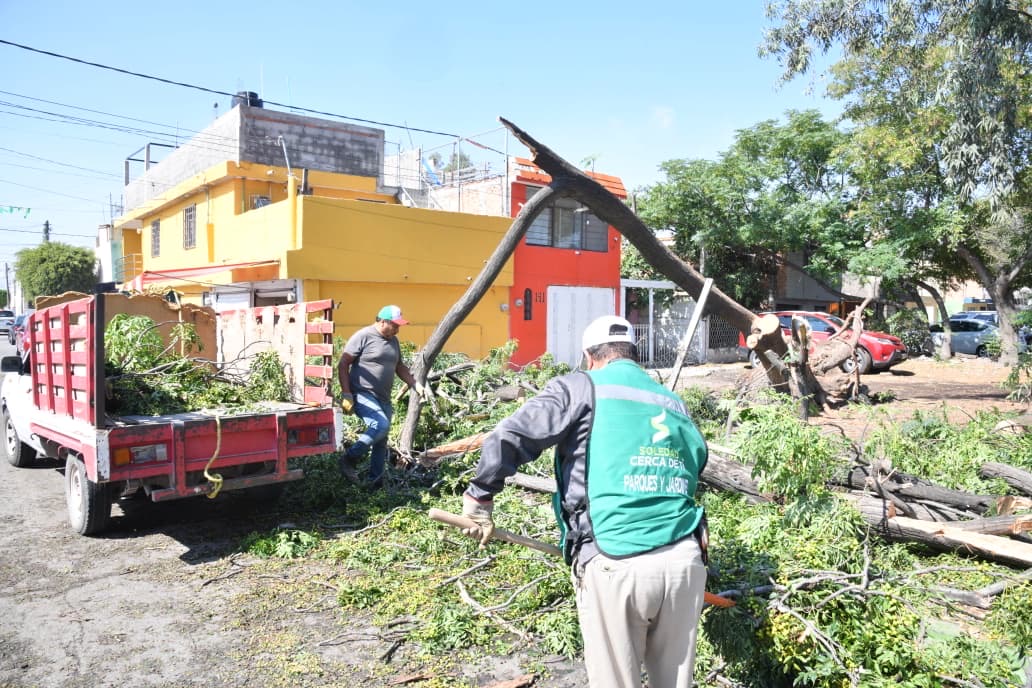 Personal municipal retira ramas y árboles caídos tras lluvias y fuertes vientos en Soledad de Graciano Sánchez