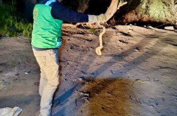 Personal de Protección Civil de Soledad retira una serpiente durante la atención de un reporte por fauna silvestre.