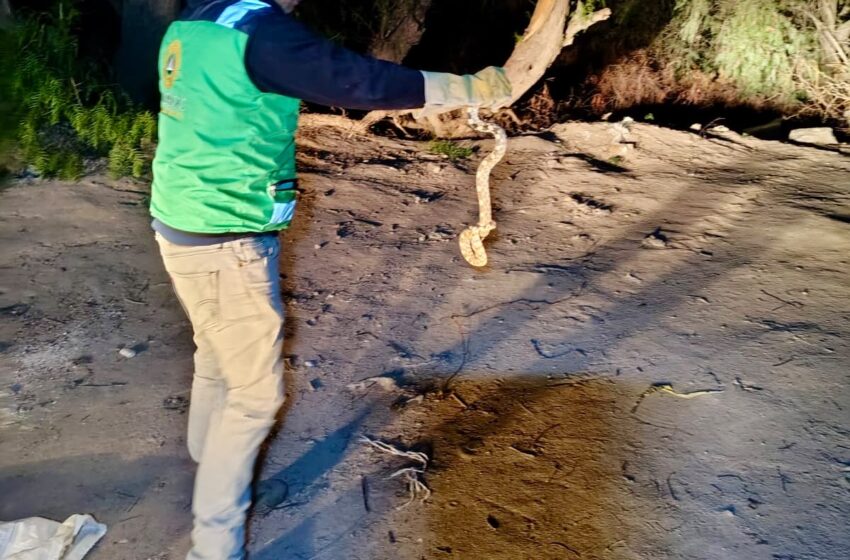  Protección Civil de Soledad atiende reportes por presencia de fauna silvestre en viviendas