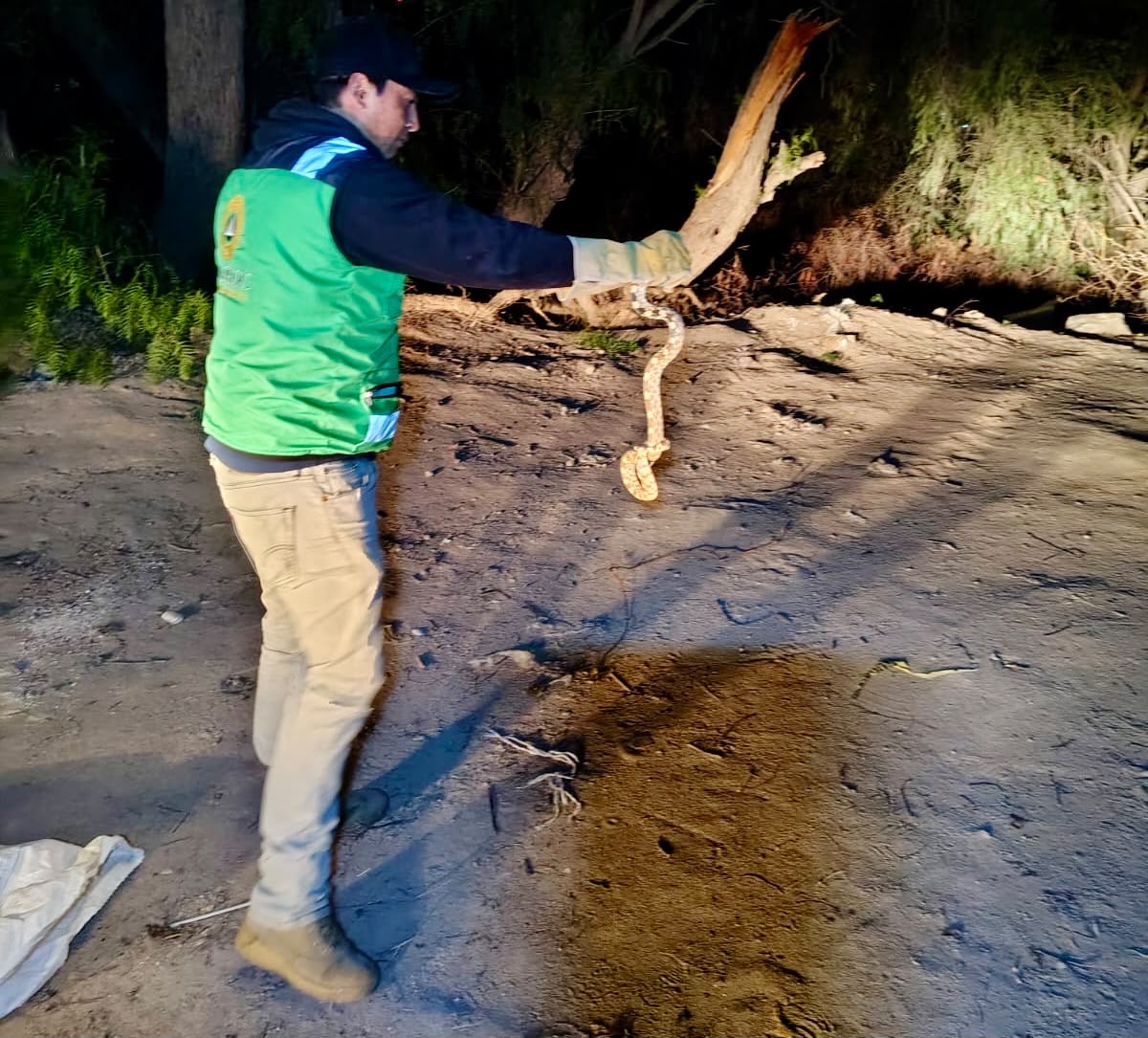 Personal de Protección Civil de Soledad retira una serpiente durante la atención de un reporte por fauna silvestre.