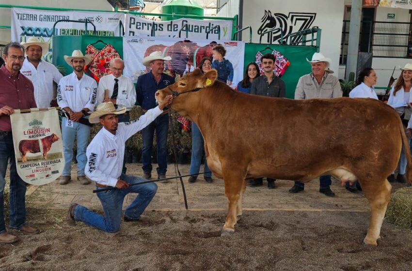  FENAPO reconoce a ganaderías destacadas de la raza Limousin