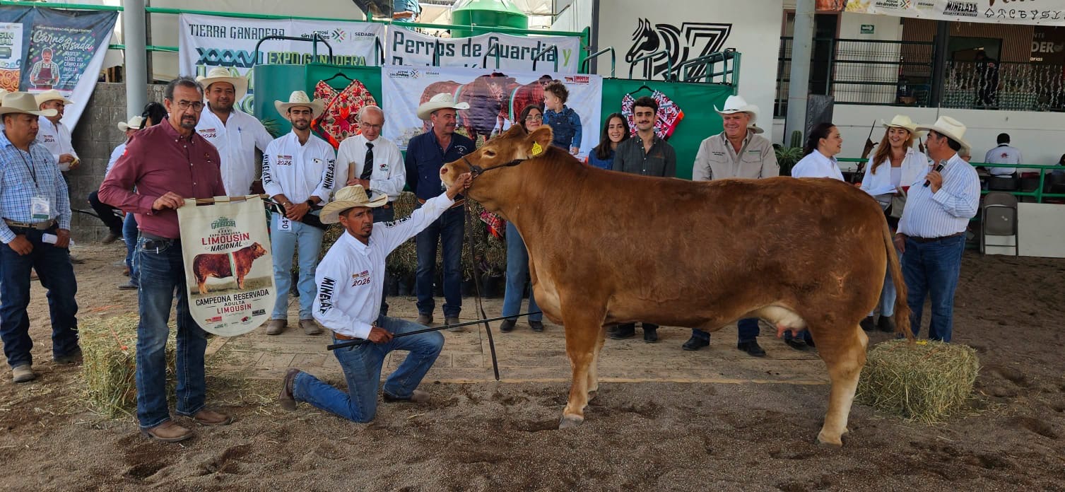 Ganadería participante durante la XXXVI Exposición Nacional de Limousin en Tierra Ganadera de la Feria Nacional Potosina 2026.