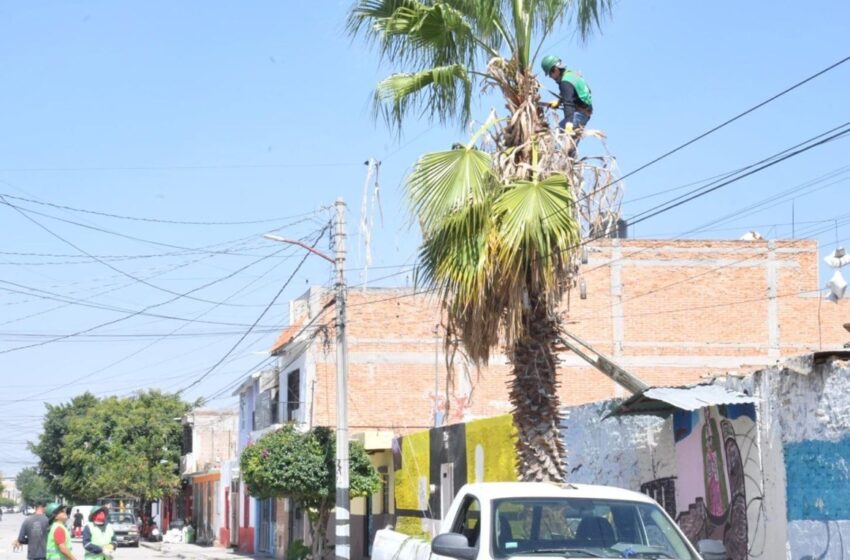  Soledad refuerza capacitación para prevenir riesgos por arbolado cercano a líneas eléctricas