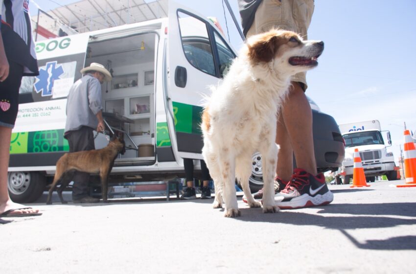  Ambudog brindó más de 9 mil atenciones gratuitas a perros y gatos en Soledad