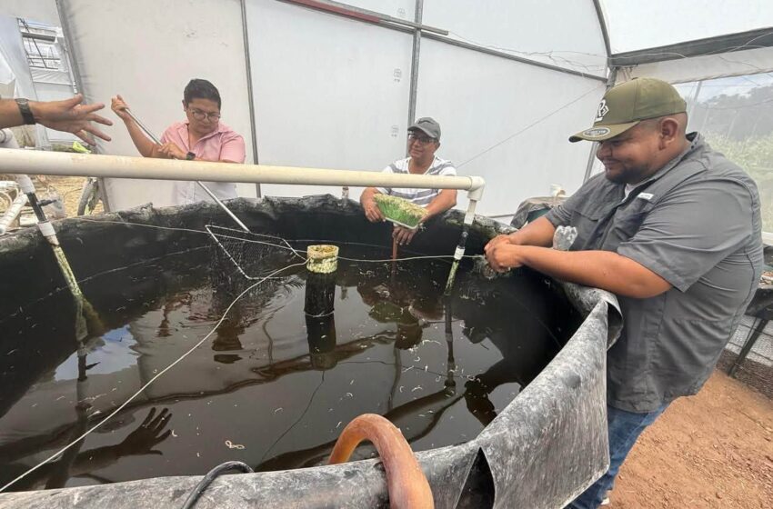  UASLP desarrolla sistema acuapónico para producir alimentos con menor consumo de agua