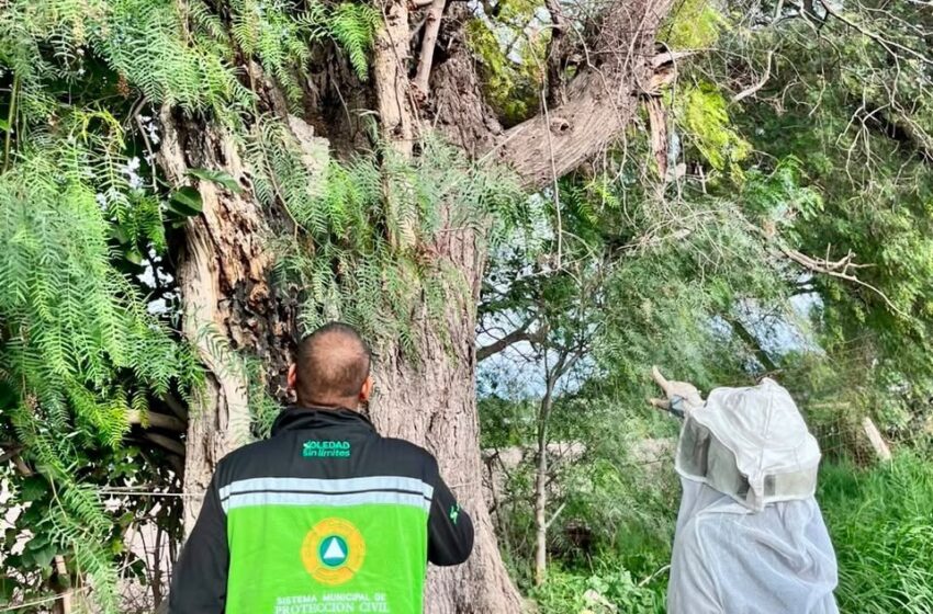  PROTECCIÓN CIVIL REFUERZA ATENCIÓN POR PRESENCIA DE ENJAMBRES EN ZONAS HABITACIONALES 