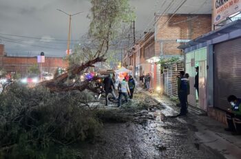 Personal municipal retira un árbol caído y atiende afectaciones por lluvias en una vialidad de Soledad de Graciano Sánchez.