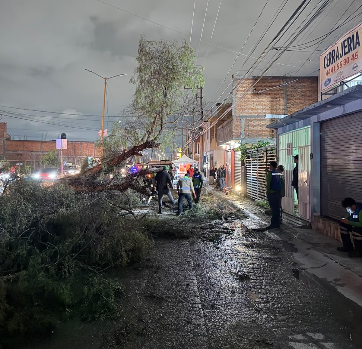 Personal municipal retira un árbol caído y atiende afectaciones por lluvias en una vialidad de Soledad de Graciano Sánchez.