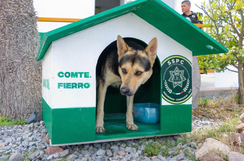  Guardia Civil de SLP construye refugio para “Comandante Fierro”, perro adoptado por la corporación
