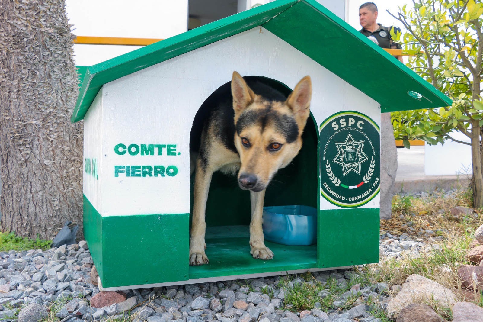 Comandante Fierro, perro adoptado por la Guardia Civil Estatal, en el refugio construido por personal de la corporación.