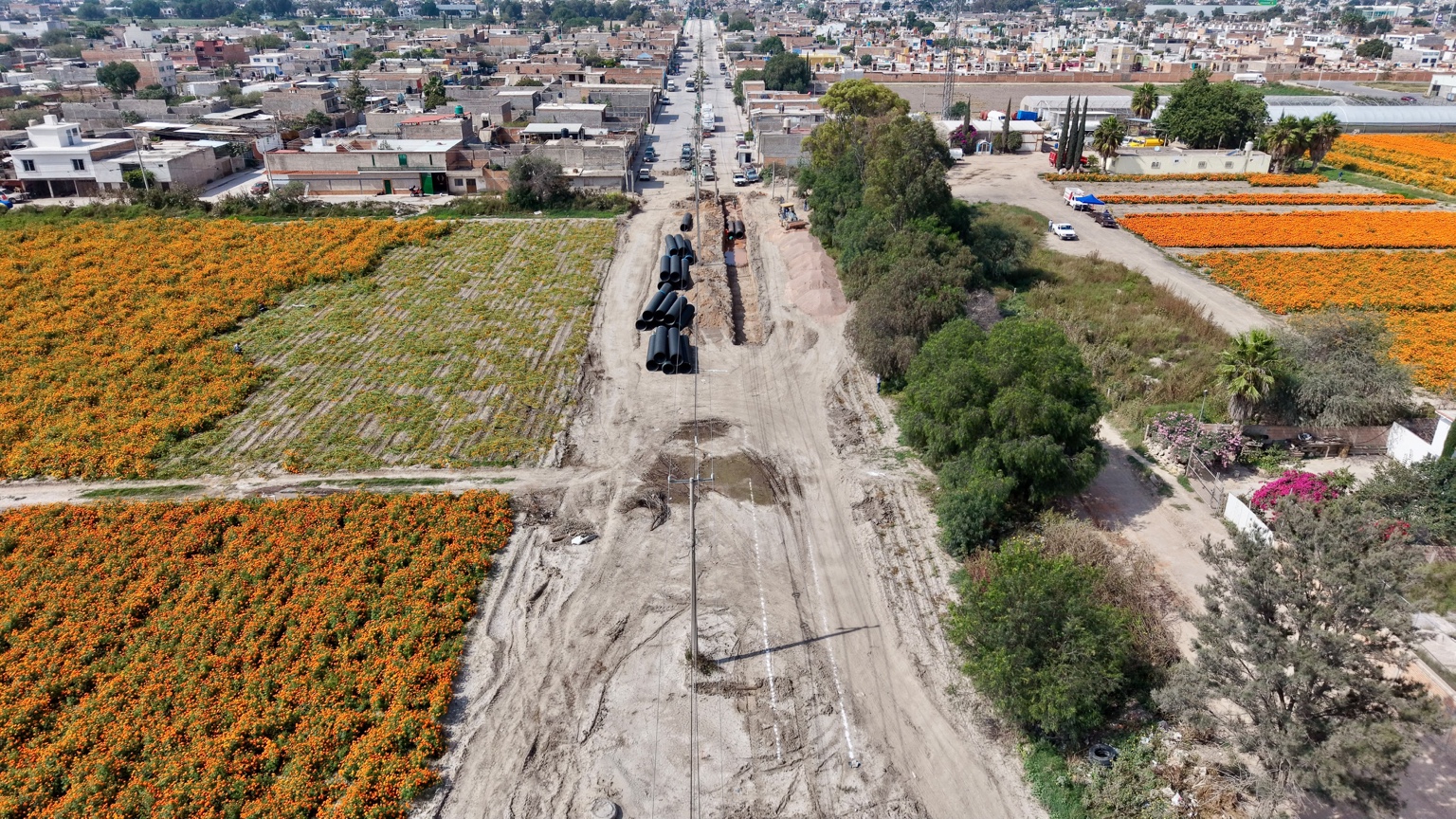 Vista aérea de los trabajos de excavación y colocación de tubería en la avenida Ponciano Arriaga, junto a campos de cempasúchil