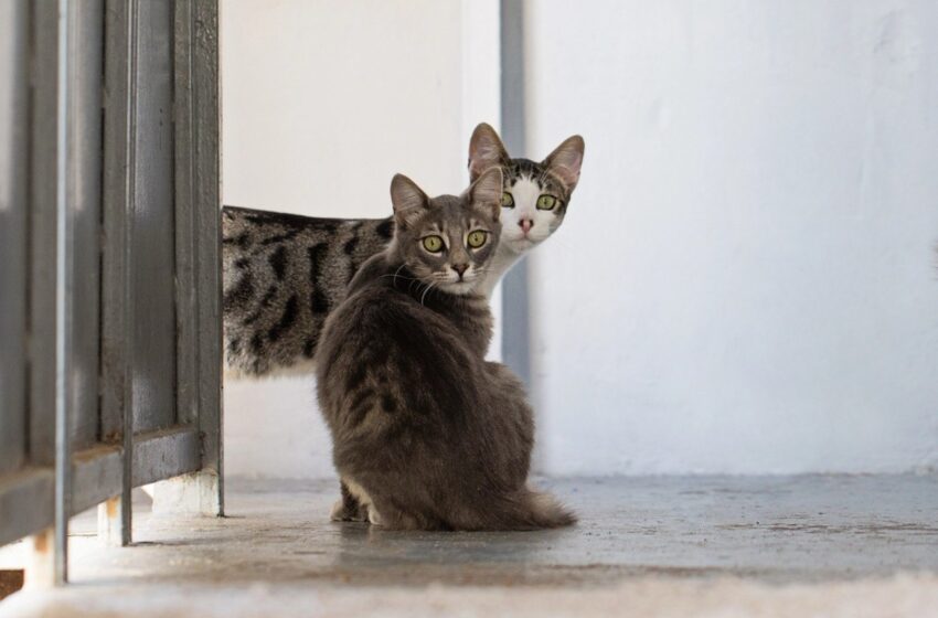  Esterilización, clave para el manejo responsable de colonias felinas en la UASLP