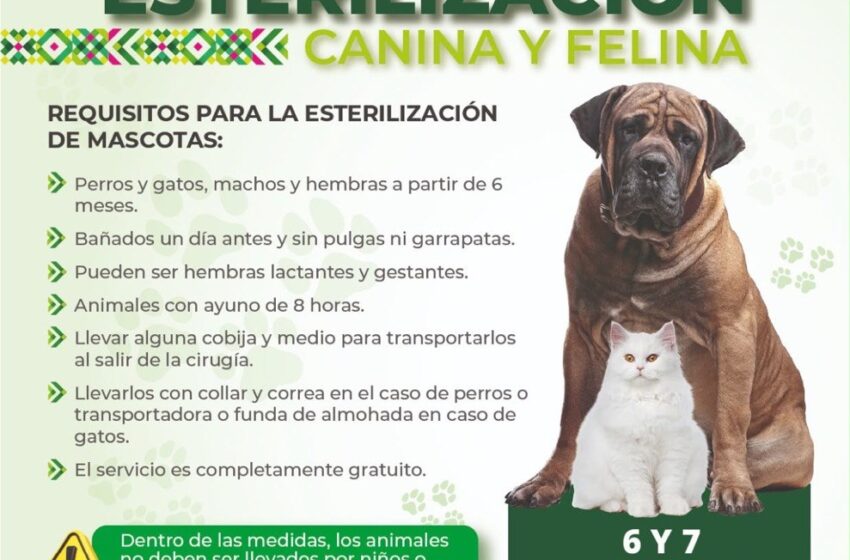  MEGA JORNADA GRATUITA REALIZA 275 ESTERILIZACIONES DE PERROS Y GATOS EN SAN LUIS POTOSÍ