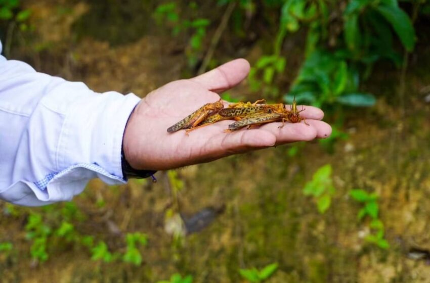  SAN LUIS POTOSÍ MANTIENE PROTOCOLOS PARA MANTENER BAJO CONTROL PLAGA DE LANGOSTA CENTROAMERICANA
