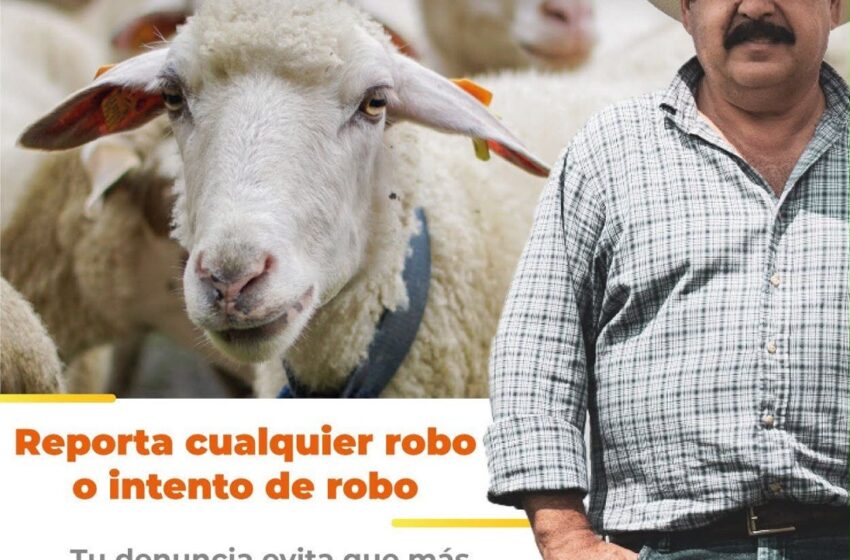  FISCALÍA DE SLP LLAMA A DENUNCIAR EL ROBO DE GANADO Y FORTALECER LA SEGURIDAD EN EL CAMPO